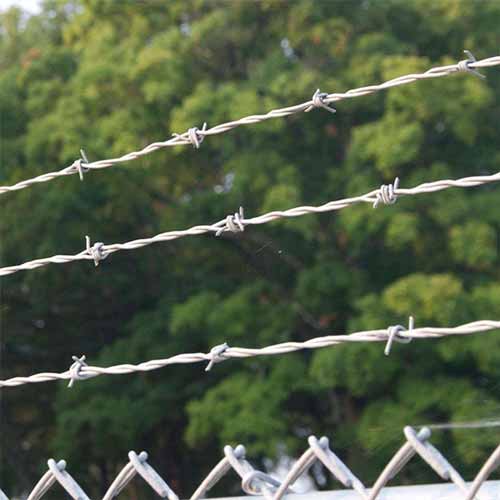 High Quality Galvanized Barbed Wire Fence with Competitive Price